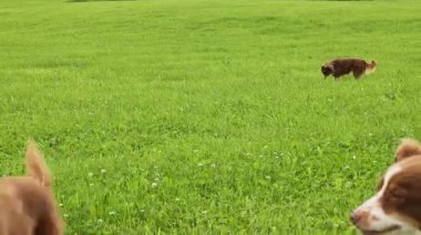 Çimenli bir alanda iki köpek koşuyor. Köpeklerden biri kahverengi ve beyaz. Diğer köpek kahverengi.. .