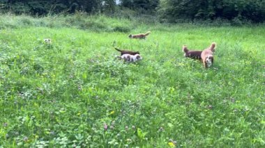 Keyifli ve neşeli bir köpek grubu neşeyle çiçeklerle dolu yemyeşil bir tarlayı keşfediyor.