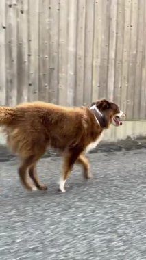 Neşeli bir köpek enerjik ve manzaralı bir yolda koşar, oyun ve maceranın gerçek özünü somutlaştırır.