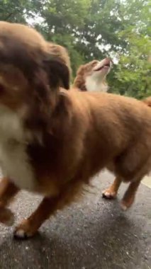 İki neşeli köpek neşe içinde güzel manzaralı bir yolda koşar. Hayat dolu, canlı bir çevrede.