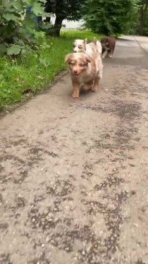 İki mutlu köpek yeşil bir yolda koşuyor, neşeli doğalarını canlı bir açık hava ortamında sergiliyorlar..