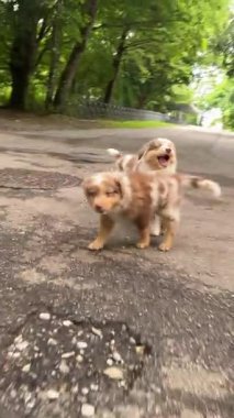 İki küçük sevimli köpek yavrusu yemyeşil yemliklerle çevrili güneşli bir yolu neşeyle keşfediyorlar.