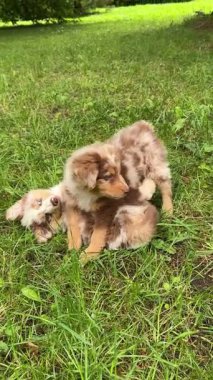 İki sevimli yavru otların üzerinde neşeyle oynuyorlar, neşeli doğalarını ve mutluluklarını sergiliyorlar.