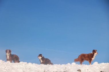 Karlı bir tepede üç köpek dikiliyordu ve biri kameraya bakıyordu. Gökyüzü açık ve mavidir, ve kar yere yığılmıştır. Köpekler soğuk havanın tadını çıkarıyor gibi görünüyor.. .