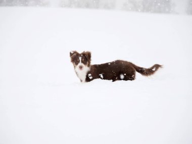 Kahverengi ve beyaz köpek karın üzerinde duruyor. Köpek kameraya bakıyor.