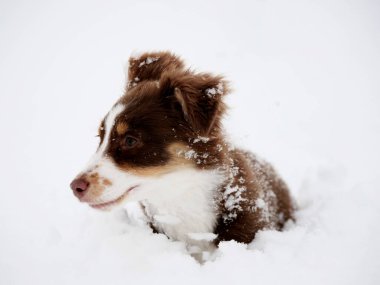 Kahverengi ve beyaz köpek karda. Köpek, kameraya bakıyor. Köpek küçük ve tüylü.