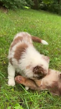 İnanılmaz derecede sevimli olan iki yavru otlak bir alanda birlikte oynayıp neşeli ruhlarını sergiliyorlar.