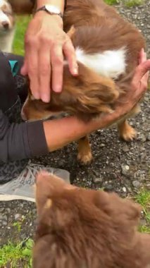 Bir insanın açık havada eğlenirken iki neşeli köpeği sevgiyle okşadığı gerçekten iç açıcı bir an.