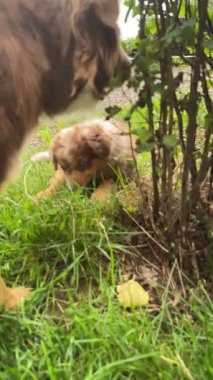 İki oyuncu ve enerjik köpek çalılığın yakınındaki çimenli bir bölgeyi keşfediyor, doğada harika vakit geçiriyorlar.