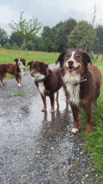 Üç neşeli ve mutlu köpek yağmur altında etrafa sıçrayıp açık hava maceralarının saf neşesini yakalıyorlar.