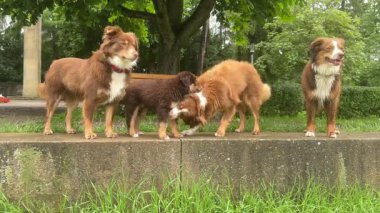İnanılmaz derecede sevimli dört köpek birlikte oynuyorlar. Güzel ve yemyeşil bir park ortamında.