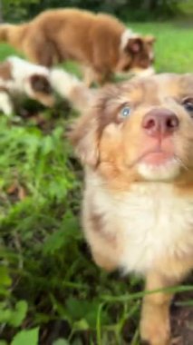 Üç oyuncu köpek yavrusu yemyeşil bir çayırda eğleniyor, canlılık ve şirinliklerini sergiliyorlar.