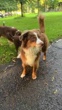 Kesinlikle çok sevimli iki Avustralyalı çoban güzel bir günbatımında yemyeşil bir parkta neşeyle oynuyorlar.