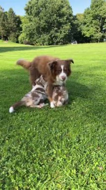 İki oyuncu köpek yavrusu canlı, yemyeşil bir parkta sevgi dolu anneleriyle neşe içinde etkileşime geçiyorlar.