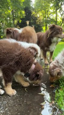 Neşeli ve neşeli bir Avustralya çoban köpeği sürüsü dışarıda güneşli güzel bir günün tadını çıkarıyor.