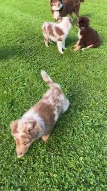 Sevimli ve neşeli yavrular neşeyle gülüyorlar yemyeşil çimlerin üzerinde, enerjik doğalarını sergiliyorlar.