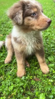 Şirin, tüylü, kahverengi ve beyaz kürklü yeşil çimenlerde oturan, neşeli doğasını ve neşesini sergileyen bir köpek yavrusu.