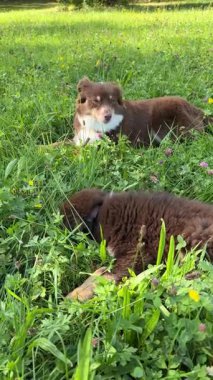 İki oyuncu köpek yemyeşil bir tarlada rahat bir şekilde güneşli bir günün tadını çıkarıyorlar.