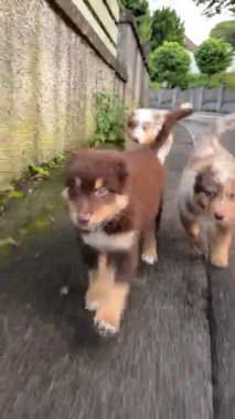 Sevimli yavrular dolambaçlı bir yolu keşfediyor, neşeli doğalarını ve neşe dolu enerjilerini sergiliyorlar.