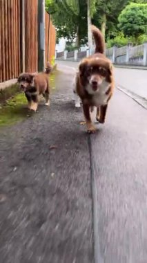 Neşeli üç köpek neşe içinde neşeli, antika bir caddede koşuşturuyorlar, neşeli ruhlarını güzel bir şekilde sergiliyorlar.