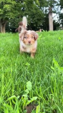 Sevimli yavrular, yemyeşil çimenlerde oyun oynuyor ve keşfediyor. Çeşitli neşeli anları yakalıyorlar.