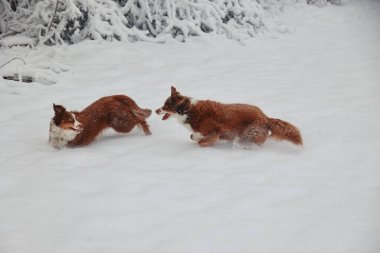 İki köpek karda koşuyor, biri kahverengi ve diğeri beyazdır. Köpekler eğleniyor ve karın tadını çıkarıyorlar.