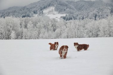 Üç köpek karda koşuyor. Köpekler kahverengi ve beyazdır. Kar beyaz ve gökyüzü bulutlu