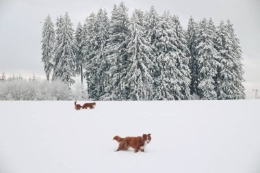 İki köpek karda oynuyor, biri kahverengidir ve diğeri beyazdır. Ormanın yanındaki bir tarlada koşuyorlar. Kar derin ve ağaçlar karla kaplı, güzel bir kar yaratıyor.