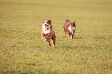 Otların arasında koşan iki köpek. Biri kahverengi ve beyaz, diğeri kahverengi ve beyaz.