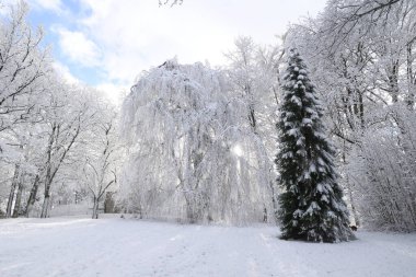 Arka planda açık mavi gökyüzü olan bir tarlada karla kaplı ağaç duruyor. Sahne huzurlu ve sakin, zemini kaplayan kar ve bir sıcaklık hissi veren ağaç.