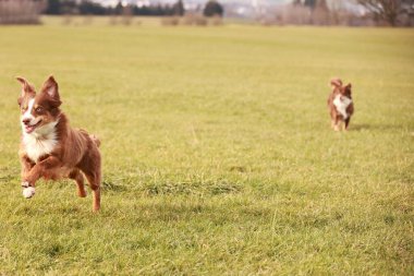Otların arasında koşan iki köpek. Biri kahverengi ve beyaz, diğeri kahverengi.