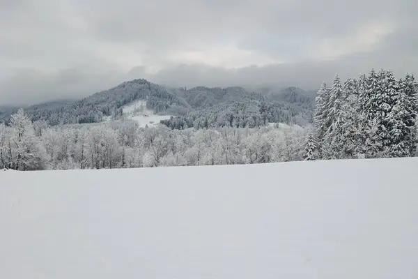 Arka planda ağaçlar olan karlı bir tarla. Gökyüzü bulutlu ve kar yağıyor