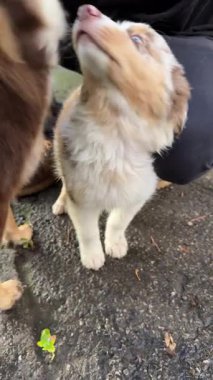 Neşeli bir köpek yavrusu, doğadaki sevimli bağlarını gösteren başka bir köpekle neşeyle etkileşime geçer.