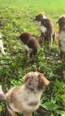 Bir grup neşeli Avustralyalı çoban köpeği açık havada güneşli bir günün tadını çıkarıyorlar. Evcil hayvan severler için mükemmel.