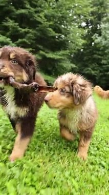 Kesinlikle tapılası ve eğlenceli iki köpek yavrusu yemyeşil çimenlerde neşeyle oynuyorlar, bir çubuğu paylaşıyorlar.