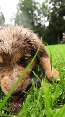 Büyüleyici, küçük ıslak bir köpek yavrusu ferahlatıcı ve güzel bir yağmurdan sonra yemyeşil çimenleri keşfediyor.