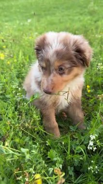 Şirin bir köpek yavrusu neşeyle yeşil bir araziyi keşfeder, doğanın tadını çıkarır güzellik ve eğlenceli keşif anları.