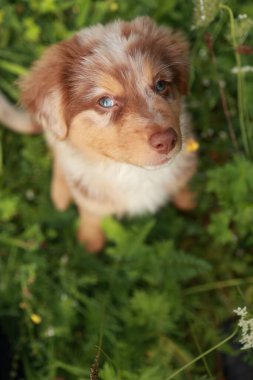 Kahverengi ve beyaz köpek kameraya bakıyor. Köpek küçük ve mavi bir gözü var.