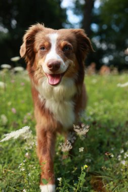 Kahverengi ve beyaz köpek bir çiçek tarlasında yürüyor. Köpek gülümsüyor ve mutlu.