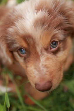 Kahverengi ve mavi gözlü beyaz köpek kameraya bakıyor. Köpek küçük ve sevimli, gözleri de parlak ve meraklı.