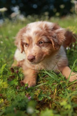 Kahverengi ve beyaz köpek çimlerin üzerinde yatıyor. Köpek tuhaf bir ifadeyle kameraya bakıyor.