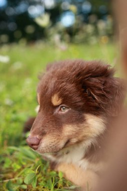 Kahverengi ve beyaz köpek çimlerin üzerinde uzanıyor. Köpeğin yeşil bir gözü ve kahverengi bir burnu var.