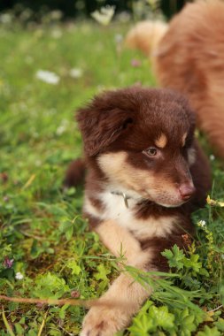 Kahverengi ve beyaz köpek çimlerin üzerinde yatıyor. Köpek, kameraya bakıyor. Çimler yemyeşil ve yemyeşil