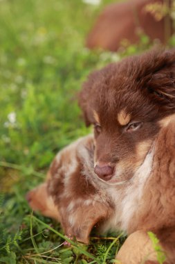 Kahverengi ve beyaz köpek çimlerin üzerinde yatıyor. Köpeğin kahverengi bir yüzü var ve kameradan uzağa bakıyor.
