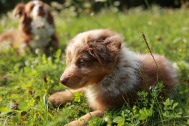Kahverengi ve beyaz köpek çimlerin üzerinde yatıyor. Köpek, kameraya bakıyor. Çimler yemyeşil ve yemyeşil