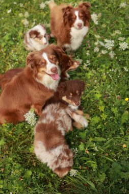 Dört köpek bir çim tarlasında yatıyor. Köpekler kahverengi ve beyaz.