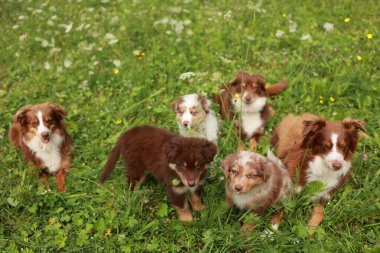 Yavru köpekler bir çim tarlasında duruyorlar. Yavrular kahverengi ve beyaz. Herkes kameraya bakıyor.