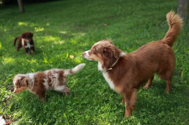 Otlak bir alanda üç köpek oynuyor. Köpeklerden biri yavru köpek, diğer ikisi de yetişkin köpek.