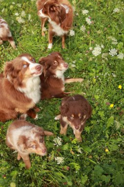 Bir grup köpek çim tarlasında oturuyor. Köpekler kahverengi ve beyaz.