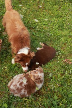 Otlak bir alanda üç köpek oynuyor. Diğer ikisi ayaktayken köpeklerden biri yerde yatıyor.